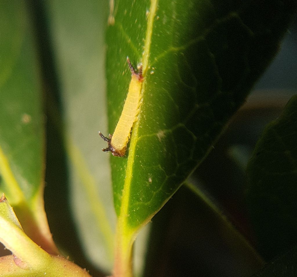 Bruco di ninfa del corbezzolo Charaxes jasius